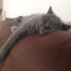 Meet your Posher, Kelly